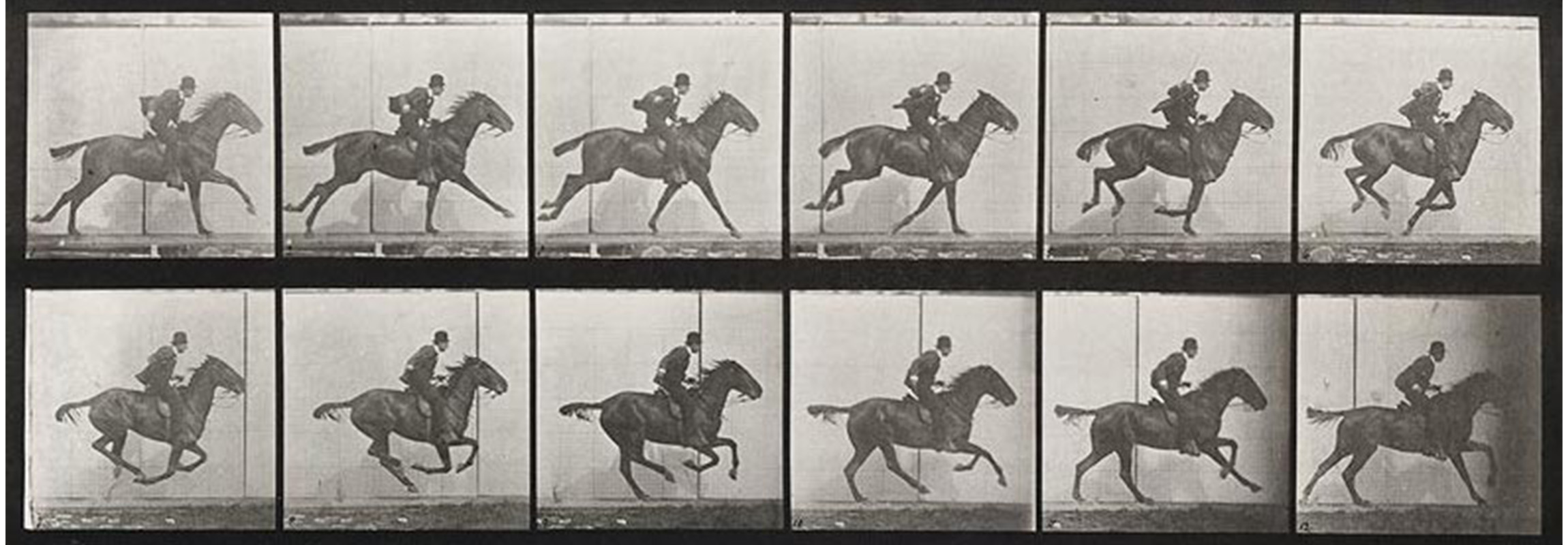 Animal Locomotion Smith College Museum Of Art Animal Locomotion Smith College Museum Of Art